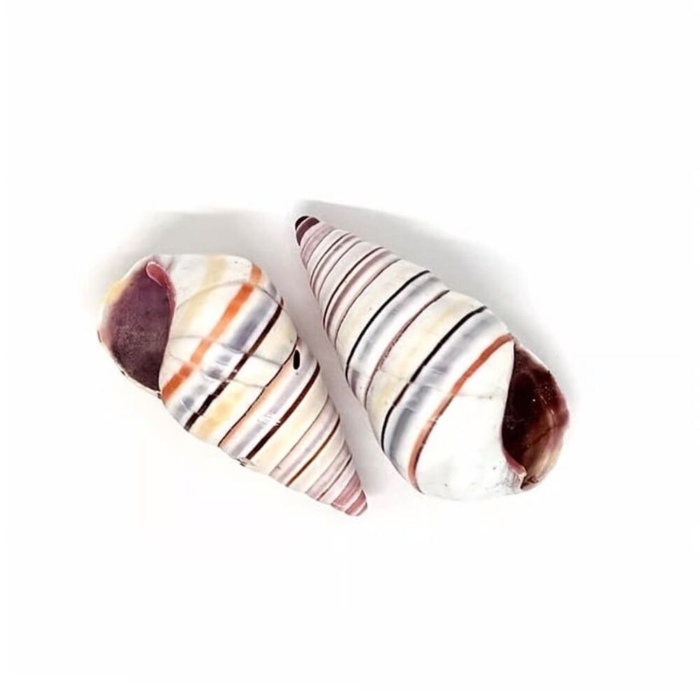 2pcs Beads for Jewelry #21277 Natural Sea Shell - NO Holes